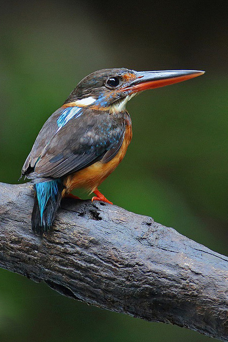 佛法僧目·翠鸟科·翠鸟属:蓝带翠鸟