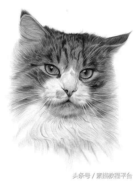 素描动物《小猫咪》