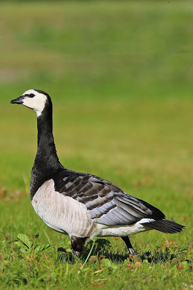 雁形目鸭科黑雁属白颊黑雁