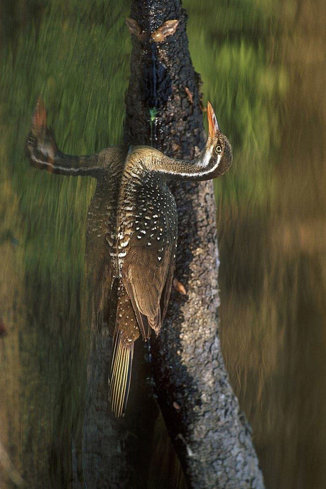 鹤形目日鷉科日鷉属非洲鳍趾鷉