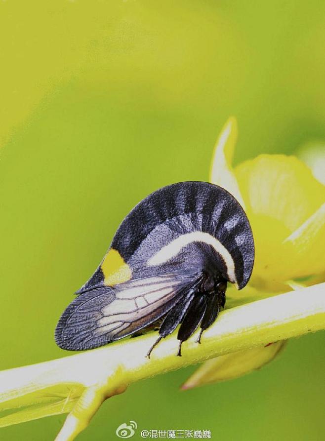 热带雨林的昆虫种类图片