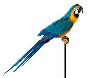 Parrot Bird Macaw Animal Isolated White Background Blue