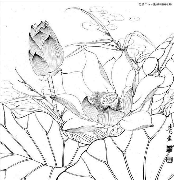 姜花凉茶从花精萍转采于2018-11-07 09:43:06图片白描姜花凉茶同采自