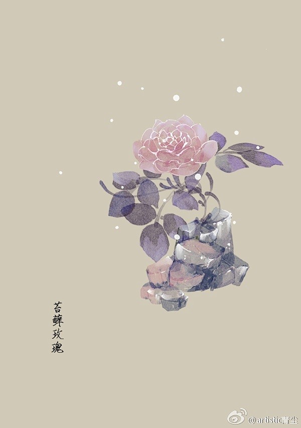 365天生日花 7月18日苔藓玫瑰 Moss Rose 花语 可怜