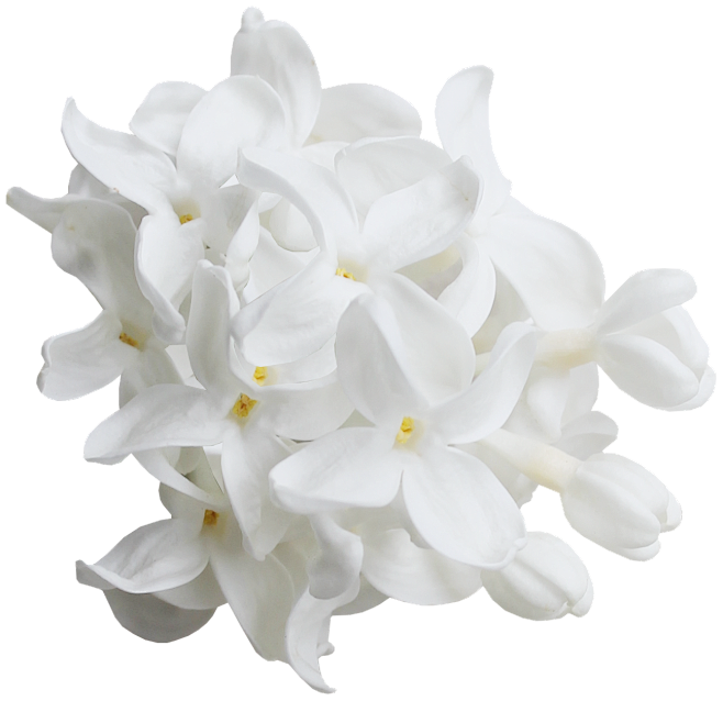 白色花花卉花朵png免扣透明素材图