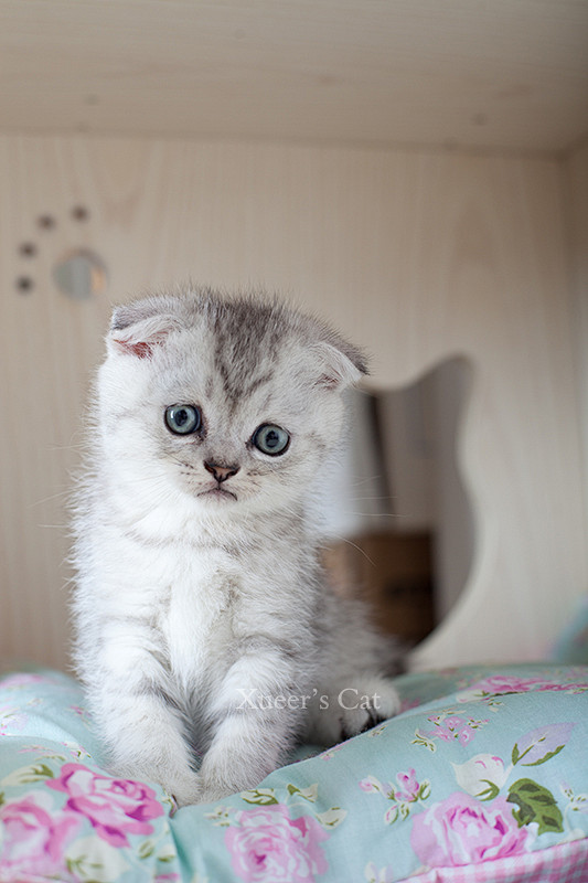 萌史人的苏格兰折耳猫