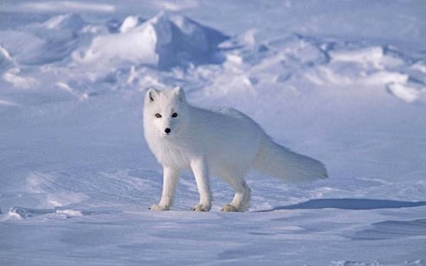 北极雪狐图片