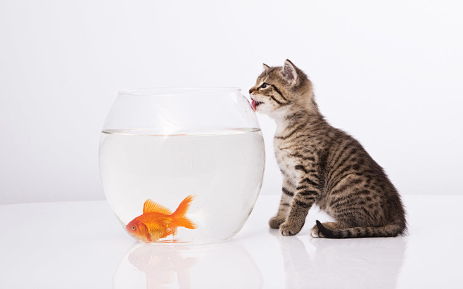 猫咪和鱼桌面壁纸