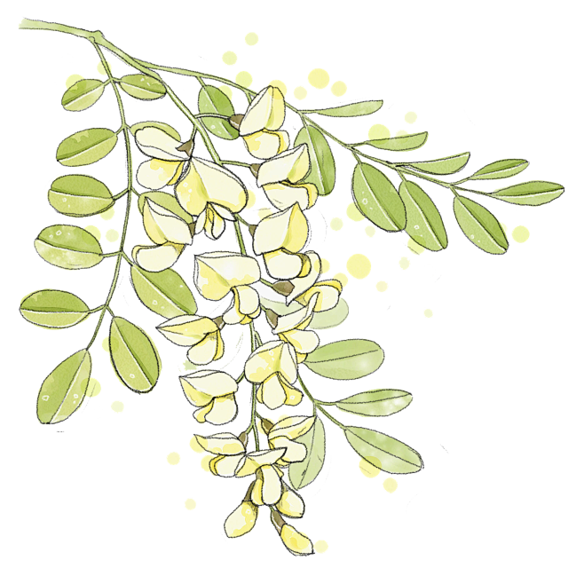 夏青草香从杞无萌转采于2020-08-31 12:47:24彩绘洋槐花叶/手绘夏青草