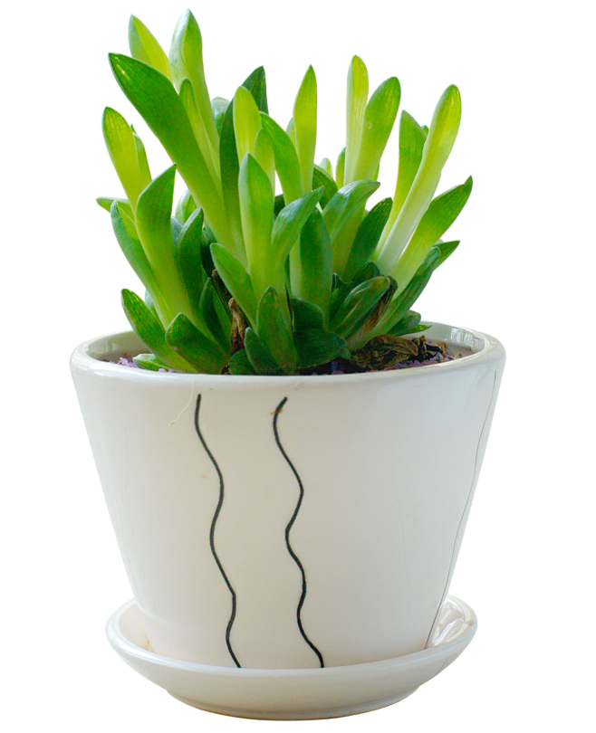 植物盆景盆栽花盆多肉植物