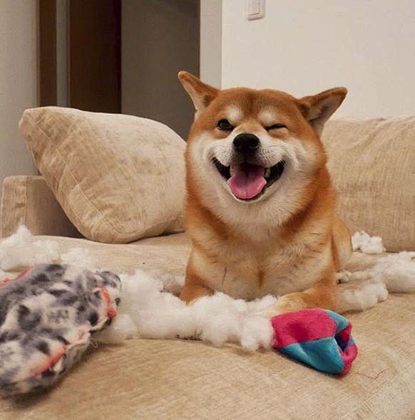 日本一柴犬因笑容治愈走红网络网友承包了我2018年的头像