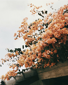 老付_23采集到Flower scape