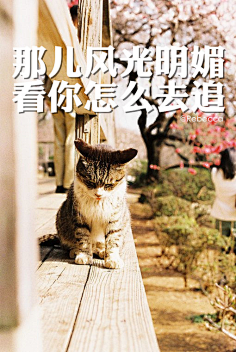 我的生活我的歌采集到文字图
