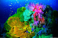 紫萌月采集到风景摄影：海底世界（二）