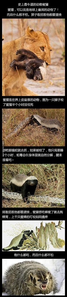 渊凯采集到奇妙生物