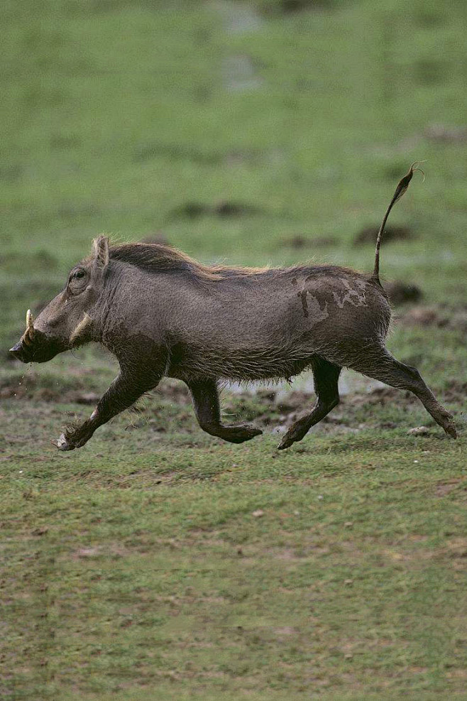 偶蹄目猪形亚目猪科疣猪亚科疣猪