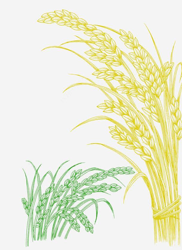 手绘水稻高清素材农作物大米水稻元素免抠png设计图片