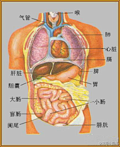 人体器官图标注释图片图片