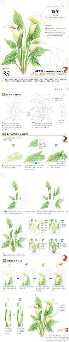 大猩猩-X采集到花儿