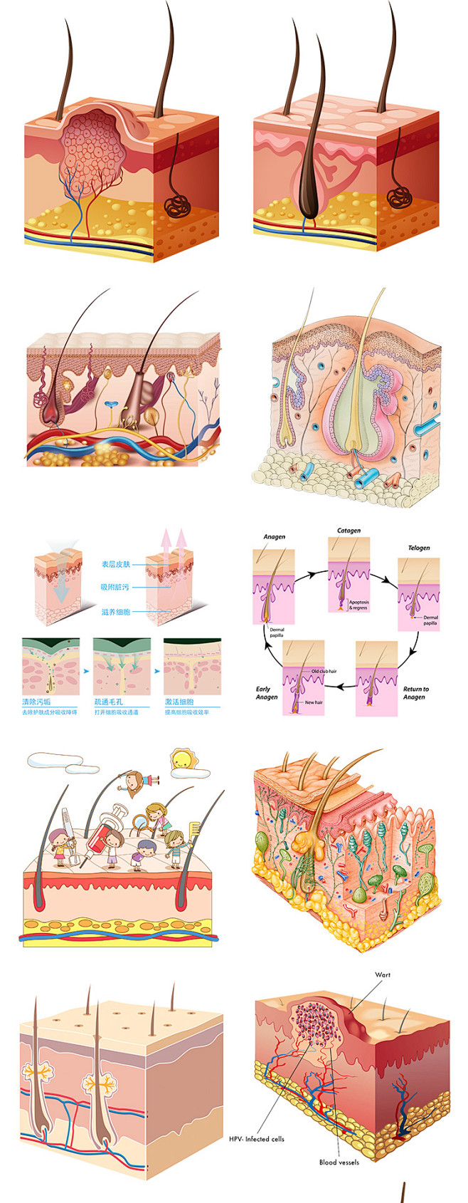 71款皮膚毛囊層結構細胞組織皮膚吸收保養原理透明png設計素材淘寶網