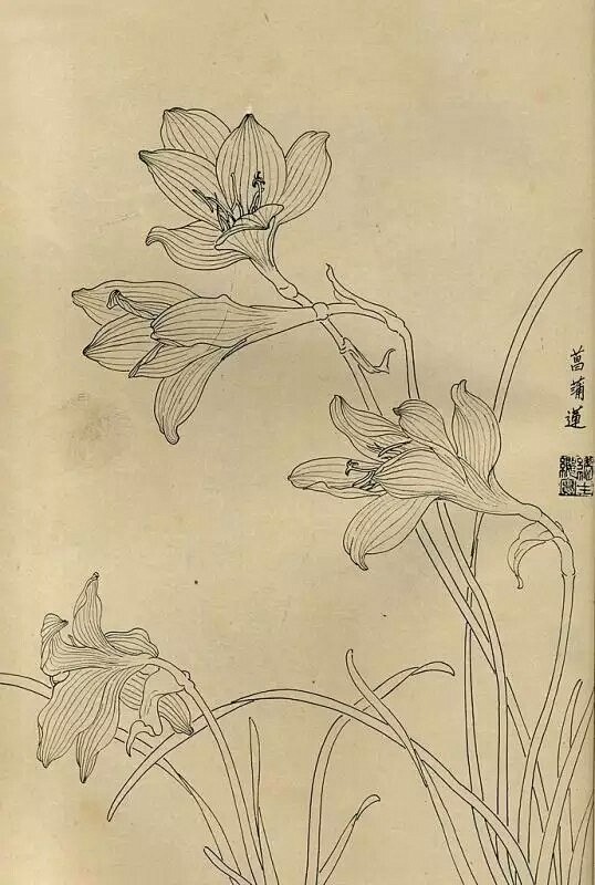 白描花卉圖譜2