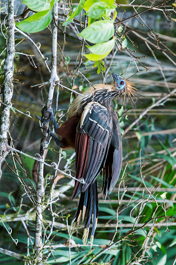 麝雉目麝雉科麝雉属麝雉