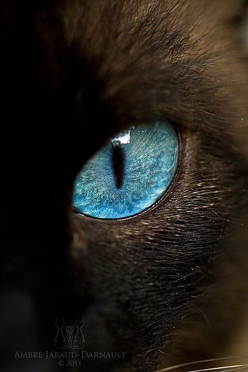 O、动物、猫、眼睛