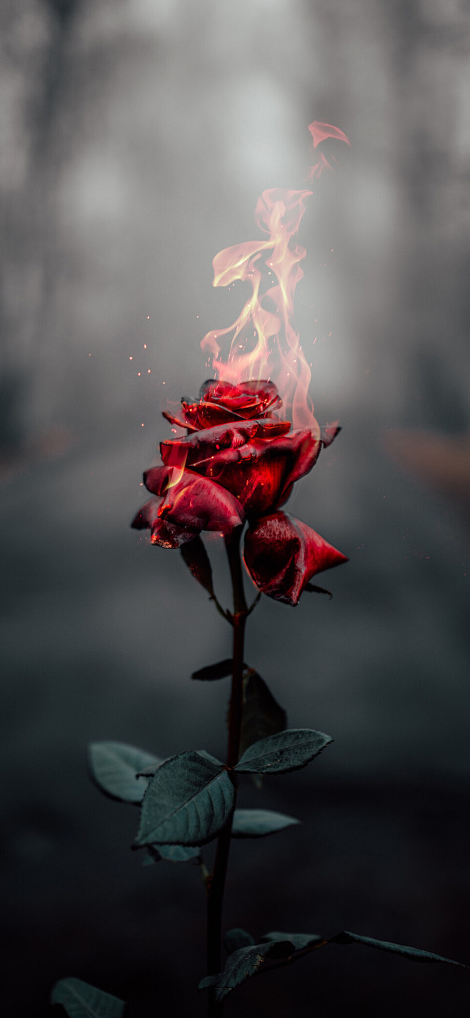 燃烧的玫瑰壁纸