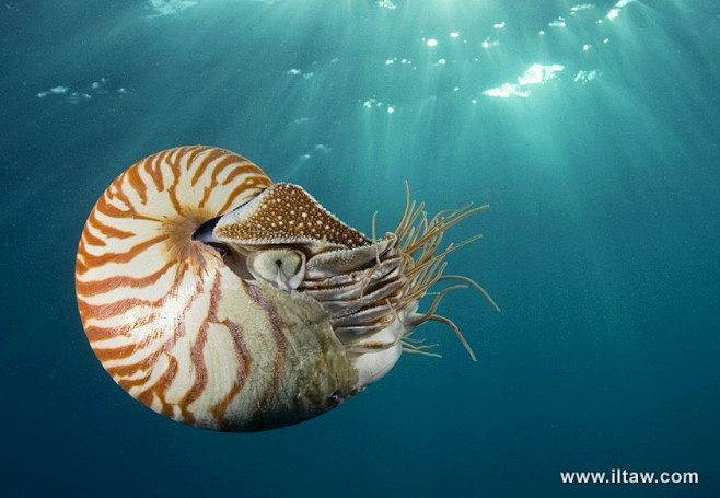 鹦鹉螺学名nautiloidea是海洋软体动物共有2属6种仅存于印度洋和