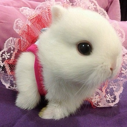 这么萌的短腿短耳兔有没想要的冲动呀可爱极了net