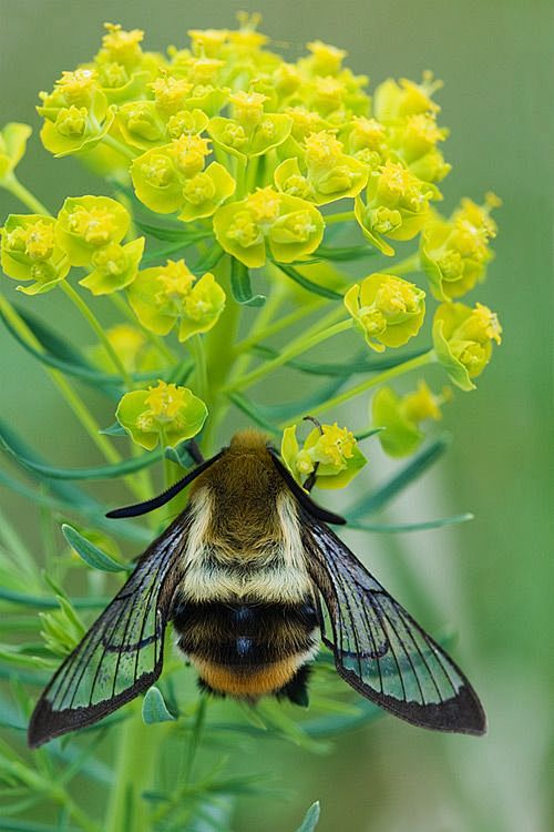 蜜蜂
