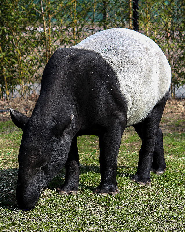 奇蹄目·角型亚目·貘科：马来貘