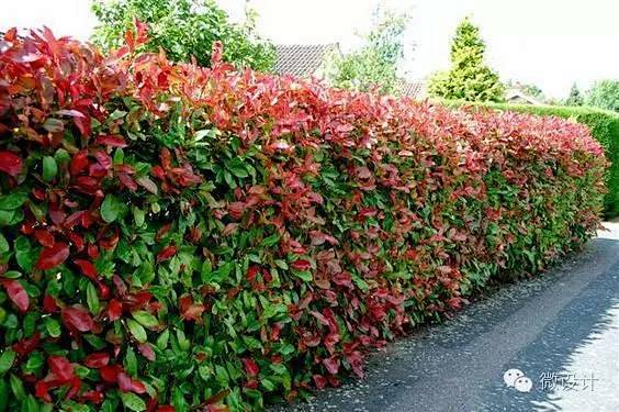 石楠绿篱围墙叶子光滑繁密具有很强的隐蔽性
