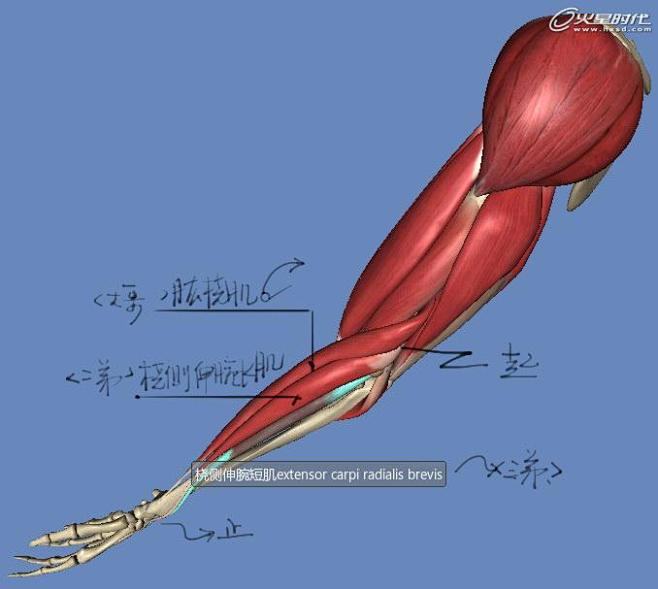 影視動畫教程手臂結構的骨骼及肌肉全面解析經驗頻道火星網中國數字