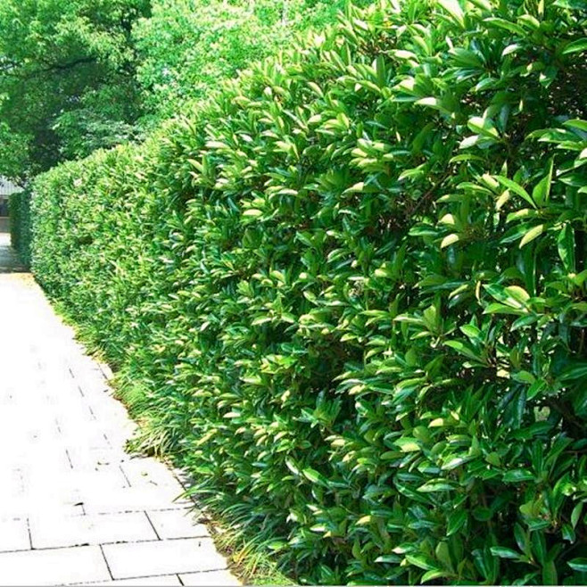 北海道黄杨绿篱