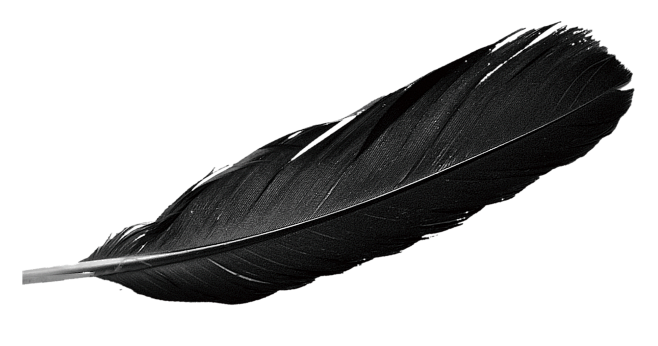 黑色羽毛