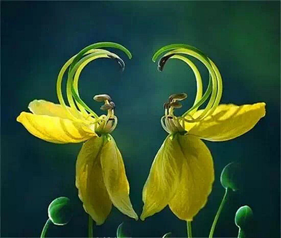 清新=淡雅采集到花朵