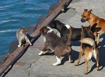 奥特曼的邪恶亮点图 世界上唯一一个植物动词是什么