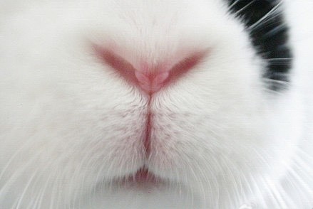 兔子嘴巴特写图片图片