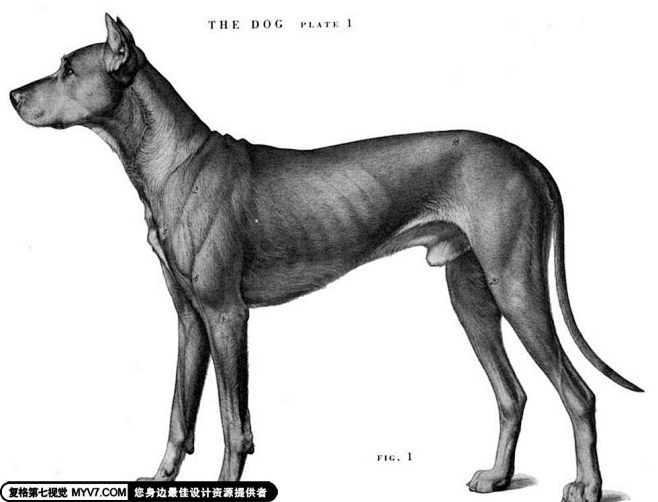 犬科动物骨骼解剖结构 第七视觉 Visual 7 复格培训 Solidworks培训 Autocad培训 平面设计培训 3dmax培训 Pro E培训 Ug培训 网页设计培训 Catia培训 Mastercam培训 素材资源 动网专区 影视后期 3d素材 Cg动画 Autocad考试 婚纱模板 网页模板 字体 滤镜插件