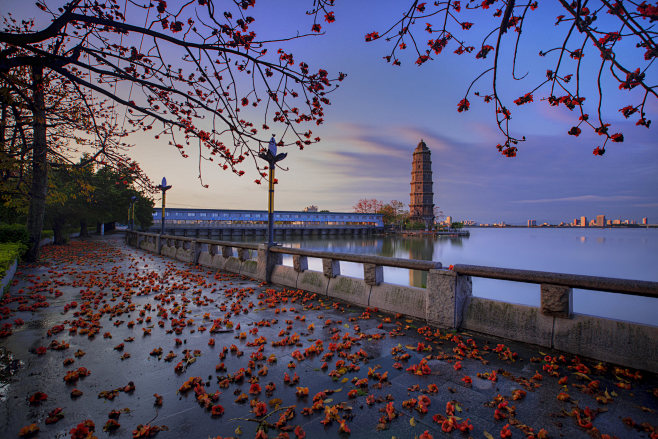 潮州滨江长廊的木棉