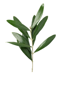 油炸大蜗牛采集到植物素材