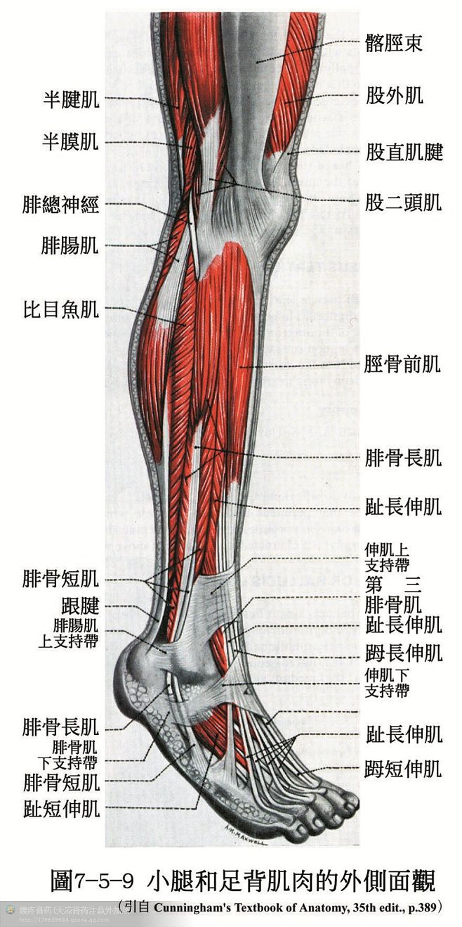 大腿解剖图详细解剖图图片