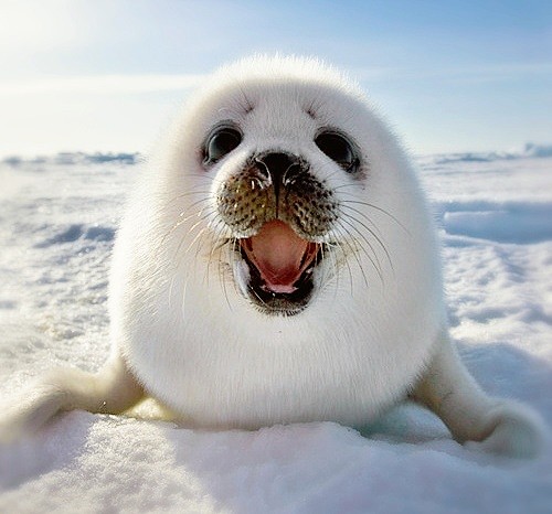 babysealanimalsⅠ