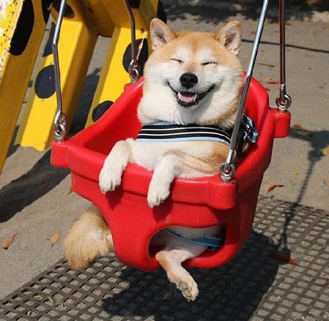 一坐秋千就hin开心的柴犬uni