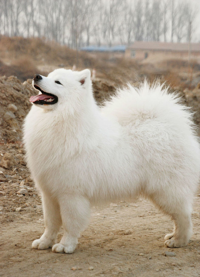 白毛狗狗品种图片