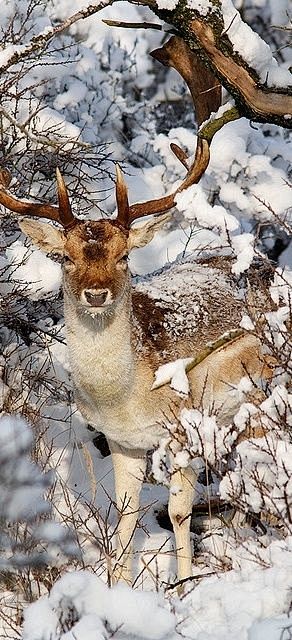 majesticfallowdeerinnorthhollandnetherlands61photoroeselien