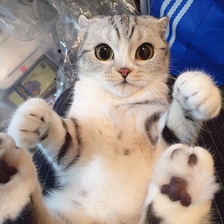 苏格兰折耳猫hana