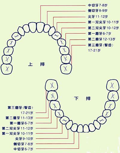 一个人有多少颗牙齿365知识网