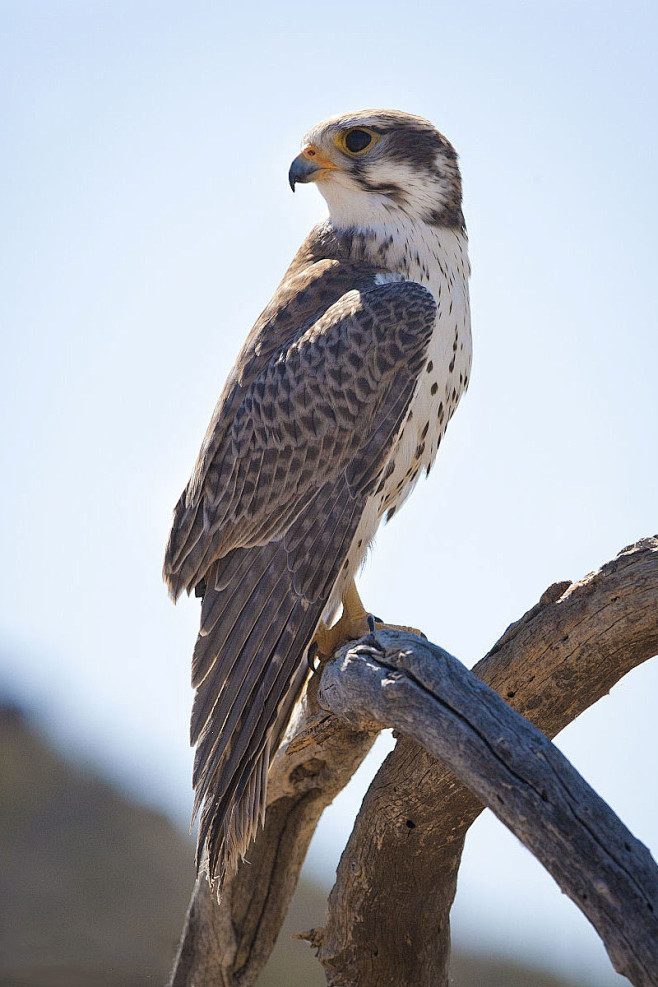 隼形目隼科隼属草原隼